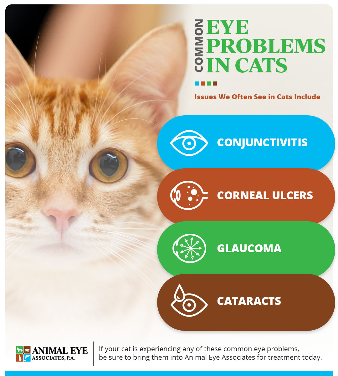 Common-Eye-Problems-in-Cats-62b5ffb2a9aaf