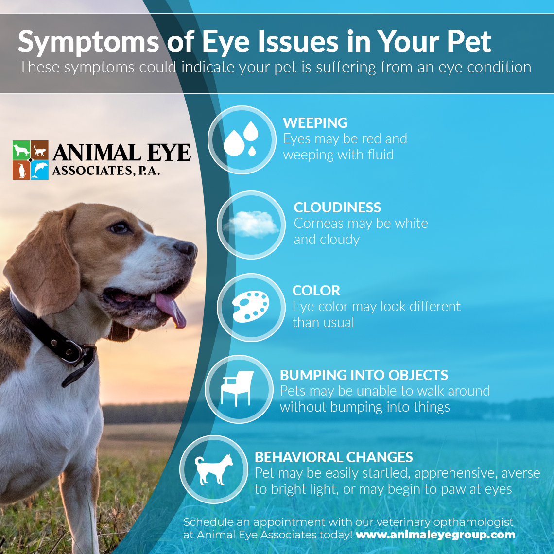 Infographic-Symptoms-of-Eye-Issues-in-Your-Pet-61d9b8ad56584