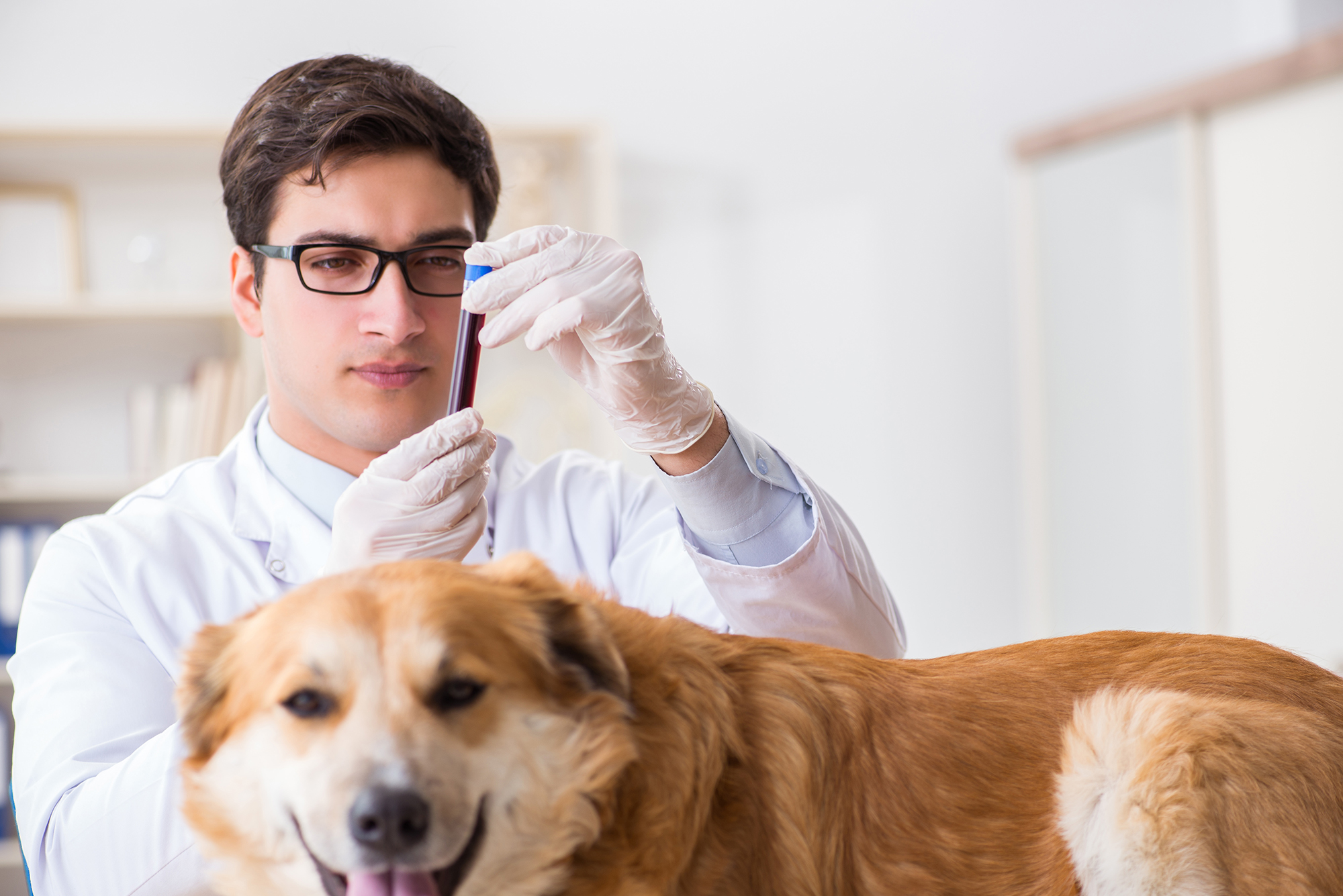 dreamstime_xxl_115321253