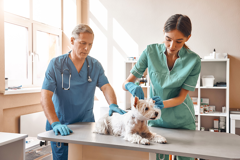 Working in veterinary clinic. A young female assistant putting on a protective collar at small cute dog while middle aged male vet holding a patient. Pet care concept. Medicine concept. Animal hospital