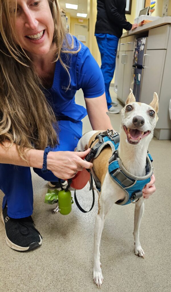 Appointments can be customized to your preference:

You may request a full curbside visit, where we handle everything while you wait in your vehicle.
Or you can request a fully face-to-face appointment from check-in through discussion.

Our hybrid approach ensures both efficiency and comfort for you and your pet!