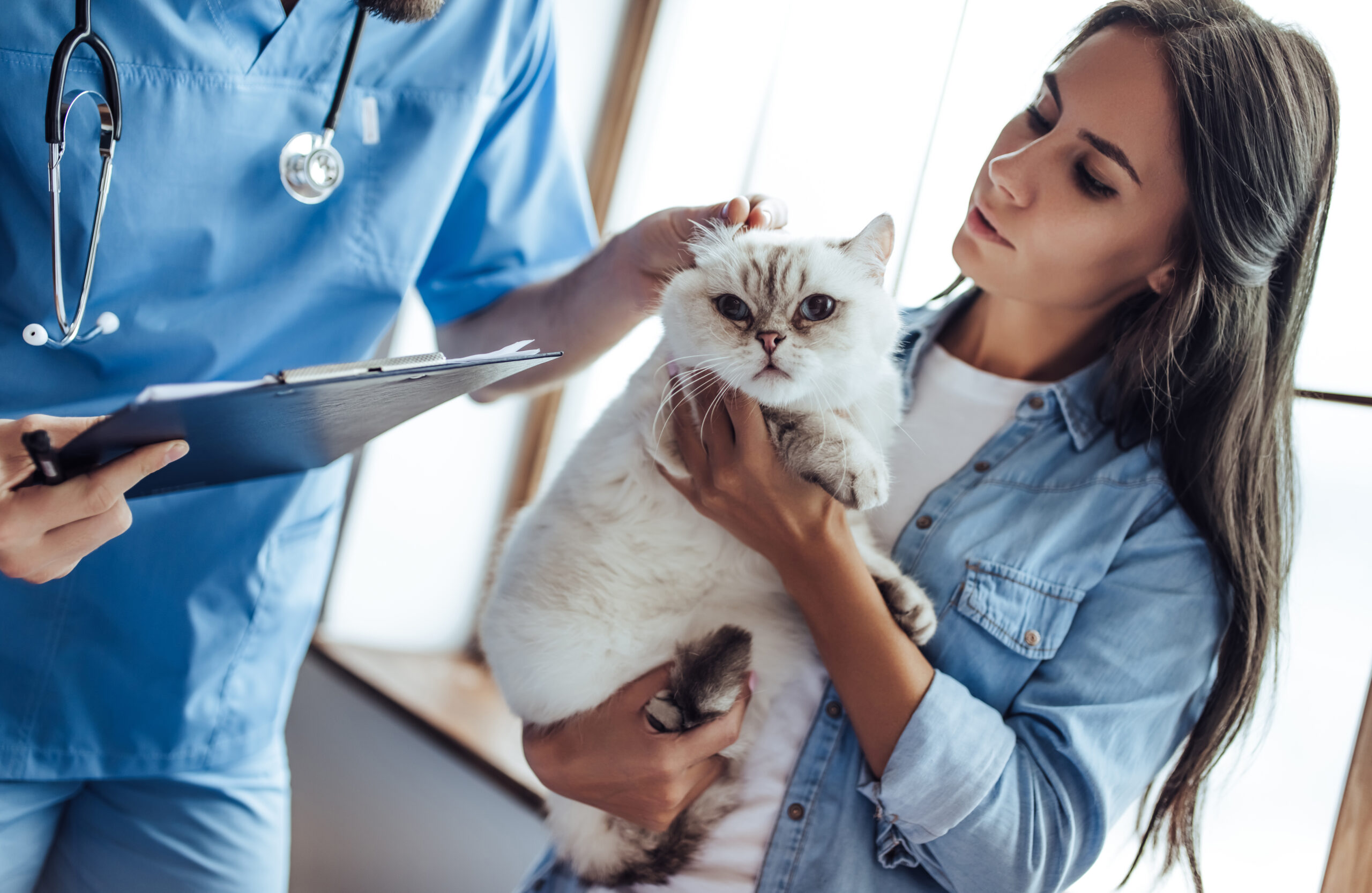 Cropped image of handsome doctor veterinarian at vet clinic is examining cute cat while his owner is standing nearby and holding pet on hands.