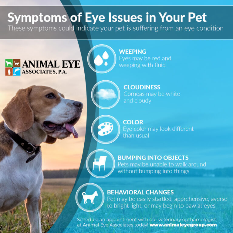 Infographic-Symptoms-of-Eye-Issues-in-Your-Pet-61d9b8ad56584-768x768
